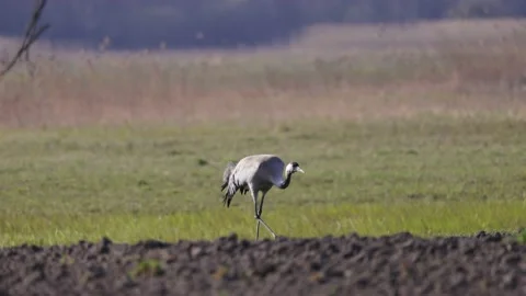 The crane is walking calmly in the field, close-up, 4K slomo Stock Footage 176199839