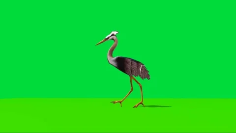 Crane Walking on Green Screen 01 Stock-Footage 223983211