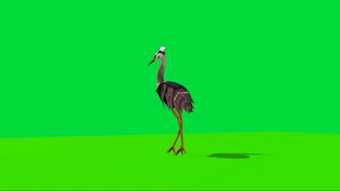 Crane Walking on Green Screen 02 Stock Footage 223983213