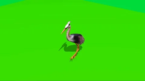 Crane Walking on Green Screen 03 Stock Footage 223983249