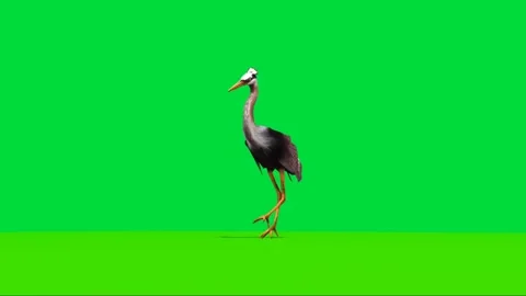Crane Walking on Green Screen Stock Footage 223983250