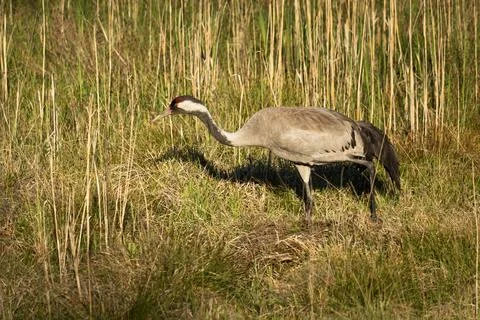 A crane walking through thick grass Stock Photos