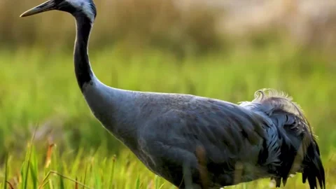 Crane Walking in Wetland Stock Footage 323142367