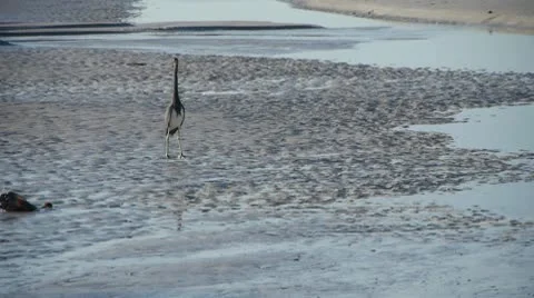 Crane walks on beach, flys out of frame 스톡 동영상 10757443