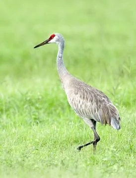 Crane walks in grass. Stock Photos