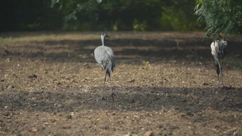 Crane walks in the park Stock Footage 116014974