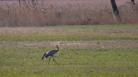 Crane wanders on the meadow, 4K slomo Stock Footage 176190571