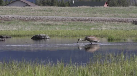 Crane in the Water Stock Footage 25795464