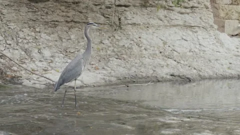 Crane at Water's Edge Video stock 246983679