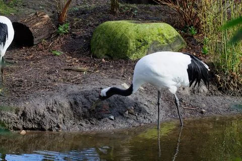 Crane by the Water's Edge Stock Photos