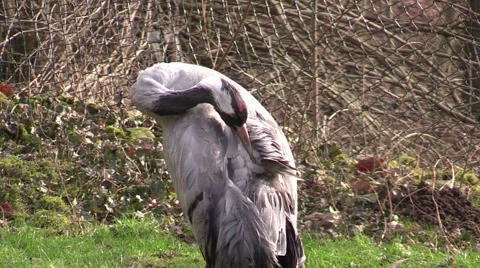 Crane in a zoo in Germany Stock Footage 47808500