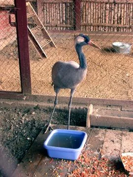 Crane in zoo Stock Photos