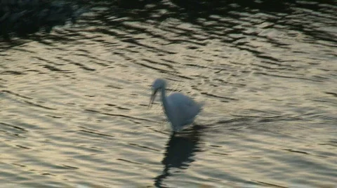 Crane2 Stock Footage 714214