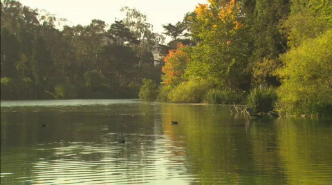 CraneAndDucksOnPond LS Stock Footage 401280
