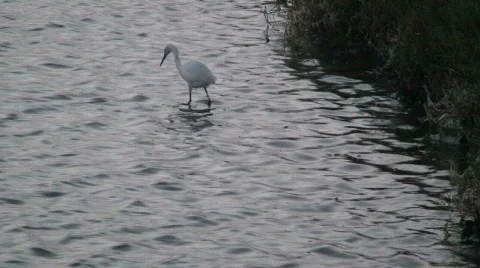 Cranefly 스톡 동영상 714604