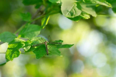 Cranefly on leaf Foto stock