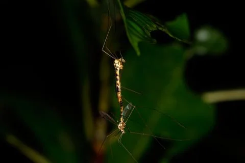 Cranefly Mating Pair on Leaf in Pulau Ubin, Singapore Stock Photos