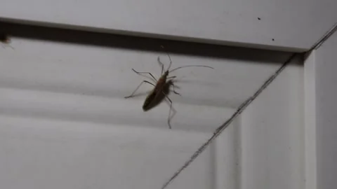 A Cranefly on White Wall Corner Stock Footage 311723503