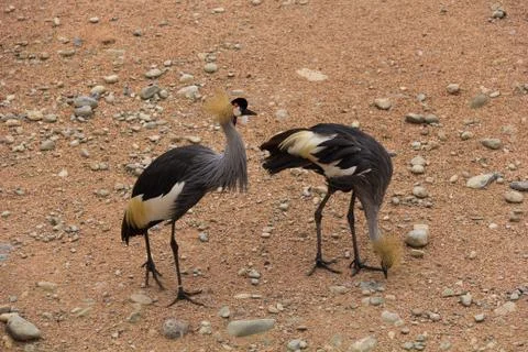 Cranes-3 Stock Photos