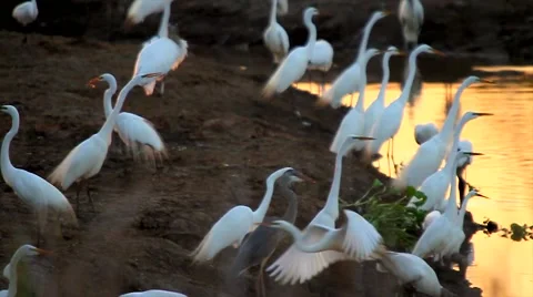  Cranes and Herons Stock Footage 51894898