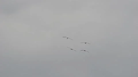 Cranes approaching with very beautiful flight formations and land in the field Video stock 161158355