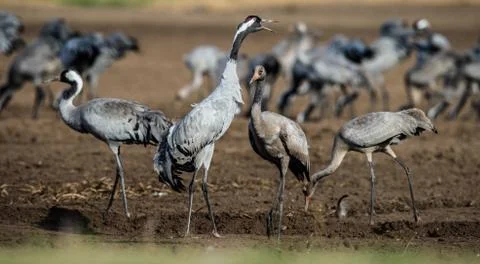 Cranes on arable field. Common Crane or Eurasian crane, Stock Photos