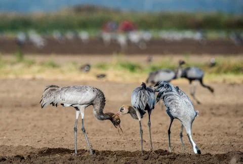 Cranes on arable field. Common Crane or Eurasian crane, Stock Photos