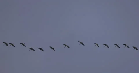 The cranes are flying in an even formation, 4K slomo Stock Footage 237469154