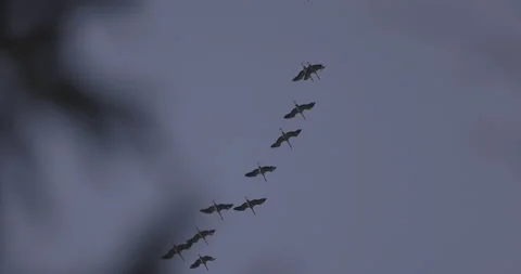 The cranes are flying in an even formation, 4K slomo Stock Footage 237470877