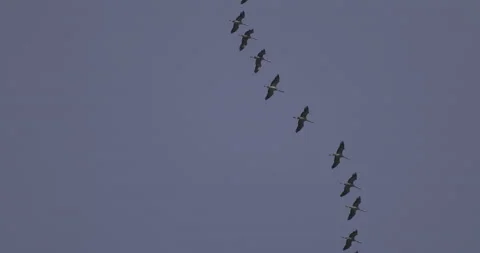 The cranes are flying in formation, 4K slomo Stock Footage 237478028