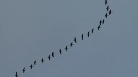 The cranes are flying wedge Video stock 118914905