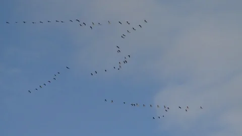 The cranes are flying wedge 스톡 동영상 118922310