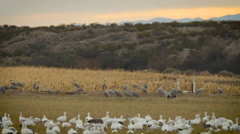 Cranes Between Corn Field and Snow Goose Stock Footage 58801929