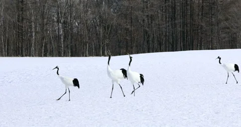 Cranes Calling to Each Other Video stock 332332251