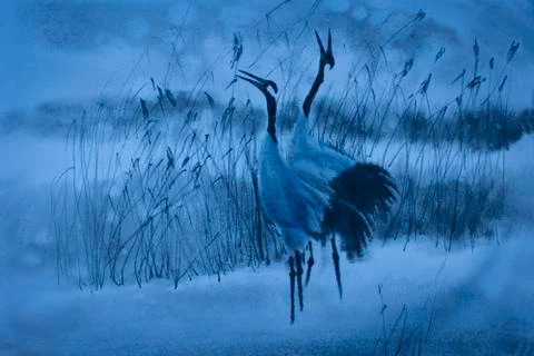 Cranes cry Illustrazione stock