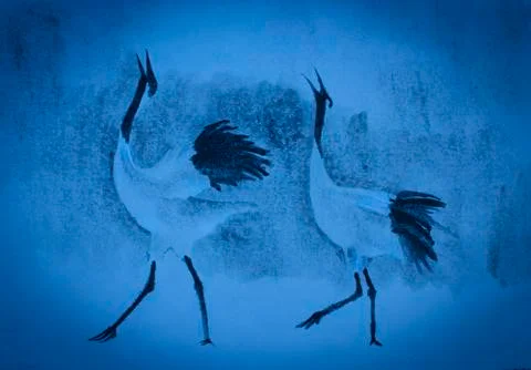 Cranes cry Illustrazione stock