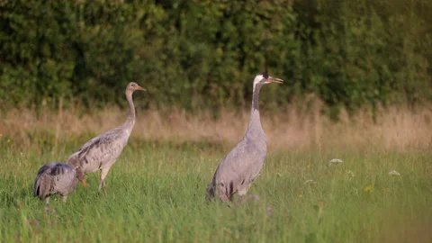 The crane's cry, summer, 8K Stock Footage 169221437