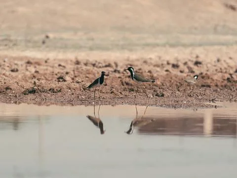 Cranes Drinking at Desert Water Source Reflection Stock Photos