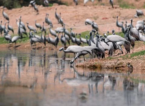 Cranes Drinking at Desert Water Source Reflection Stock Photos