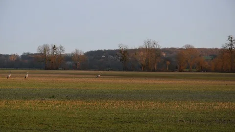 Cranes in the field Stock Footage 123355239