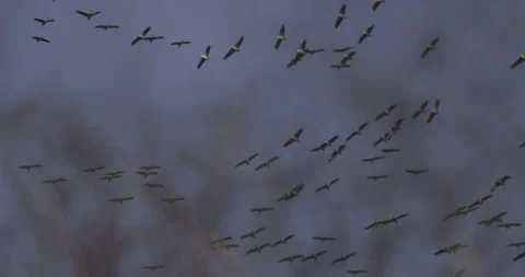 Cranes in flight from behind trees, 4K slomo Stock Footage 237476974