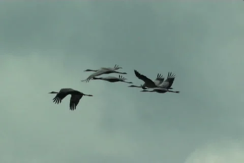 Cranes, flight 動画素材 983473