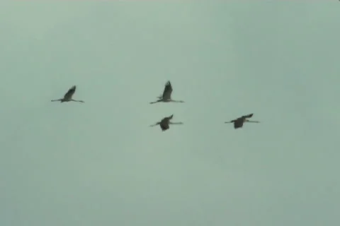 Cranes, flight 스톡 동영상 983536