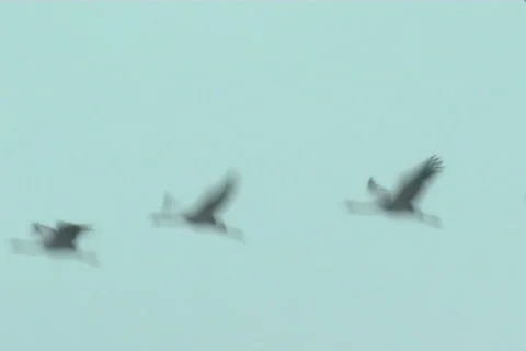 Cranes, flight 스톡 동영상 983576