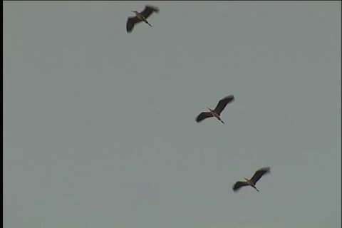 Cranes, flight Vídeo Stock 983628