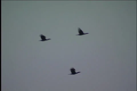 Cranes, flight Video stock 983658