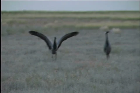 Cranes, flight Видео 984860