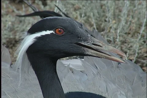 Cranes, flight 스톡 동영상 984945