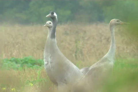 Cranes, flight 스톡 동영상 985110