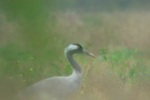 Cranes, flight Stock Footage 985120